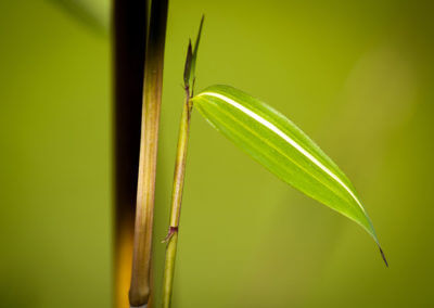 Žlutý proužek na listu Phyllostachys Aureosulcata Aureocaulis