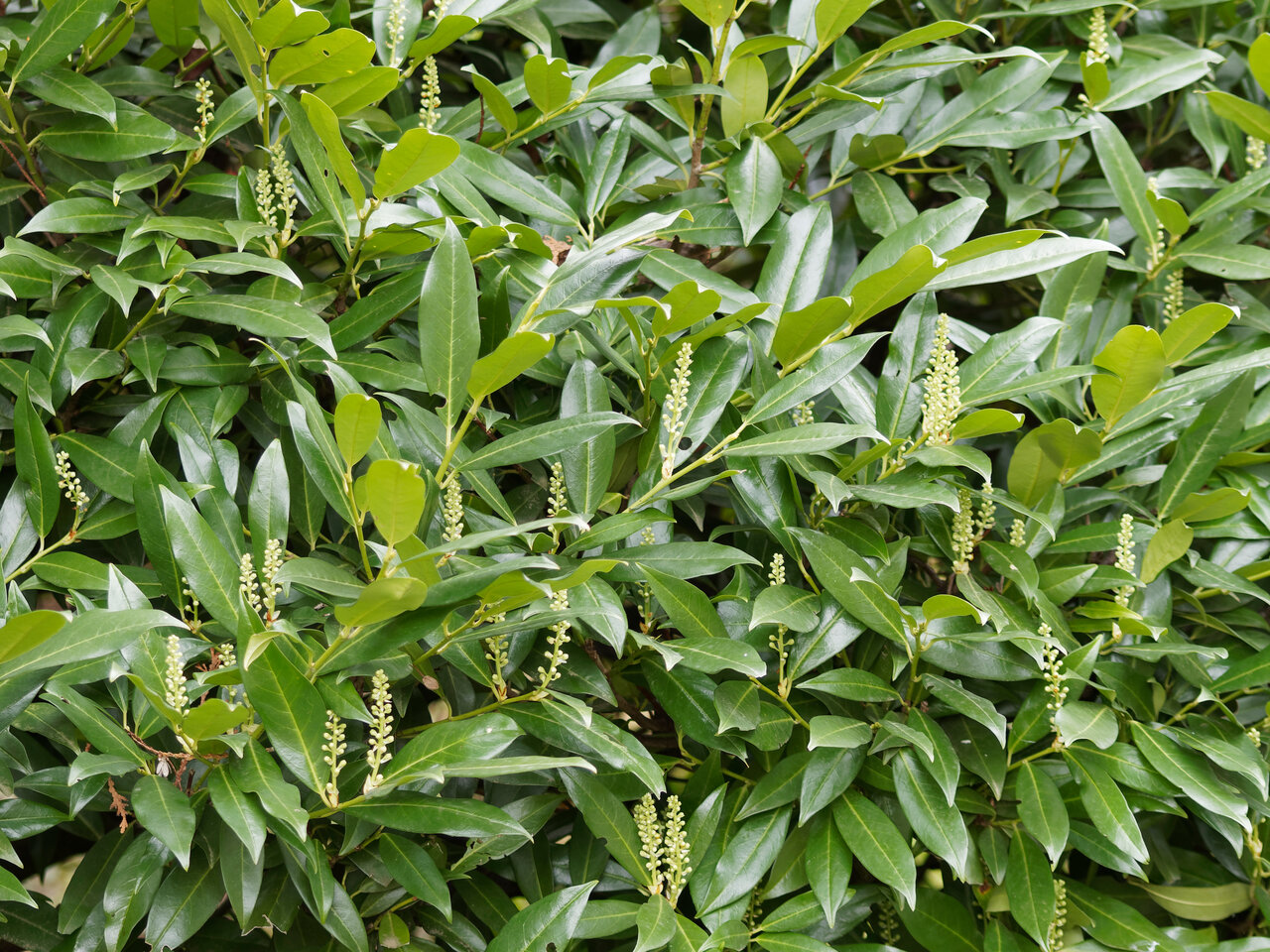 Bobkovišeň lékařská (Prunus laurocerasus)