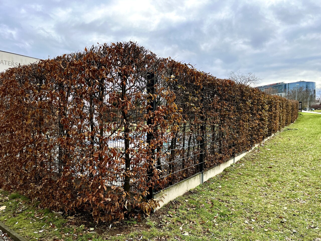 Habr obecný (Carpinus betulus) v zimě